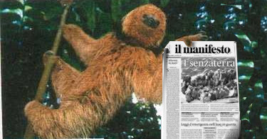Il bradipo in questione