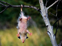 opossum