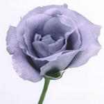 suntory rose